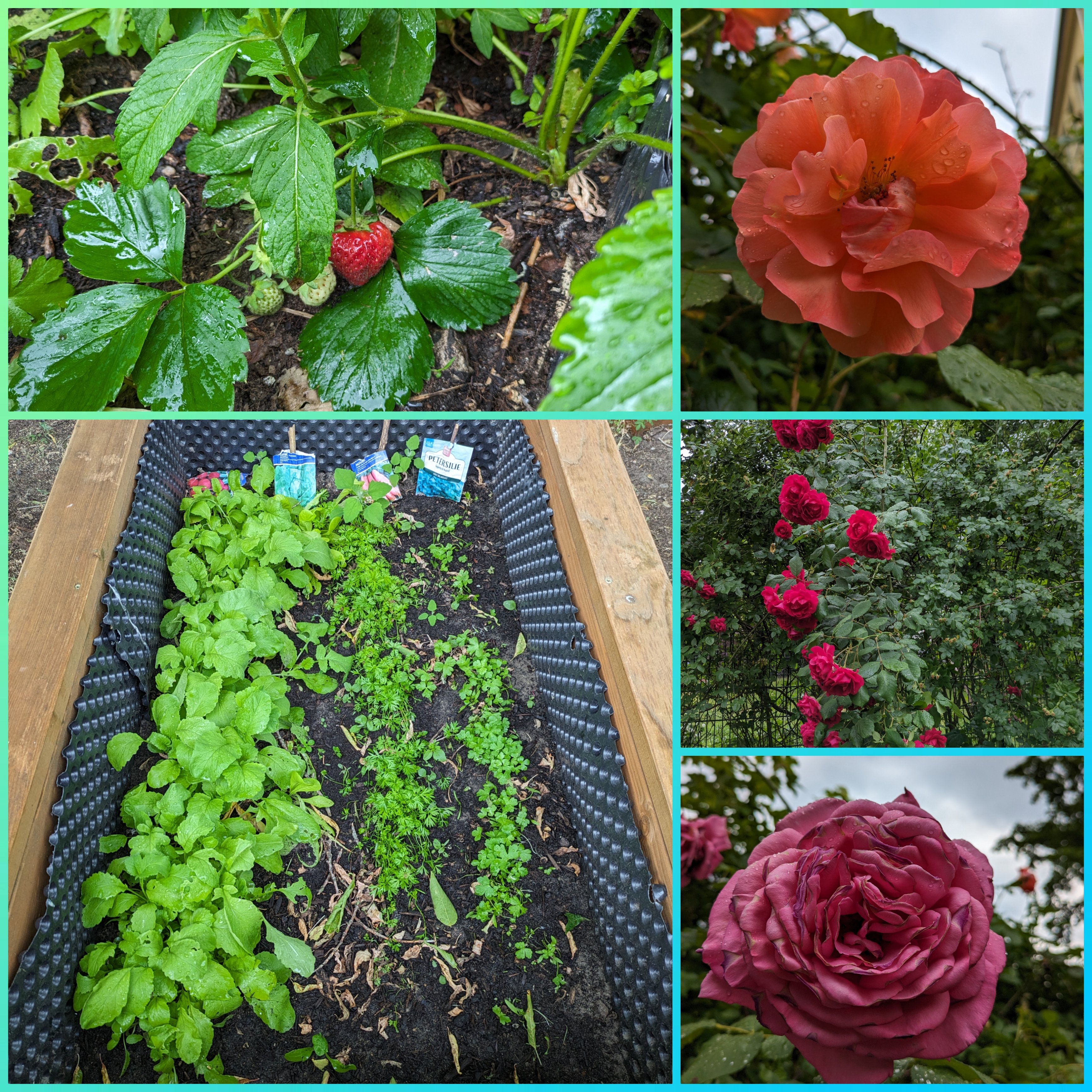 Erdbeere, Kräuterbeet und Rosen in der grünen Begegnungsstätte